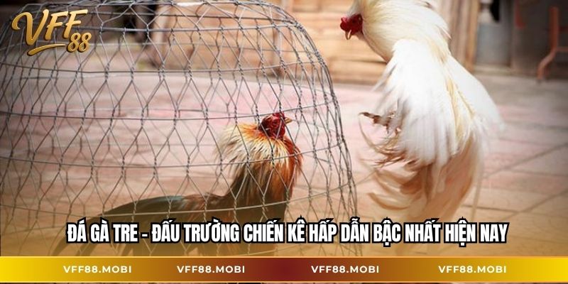 Đá gà tre