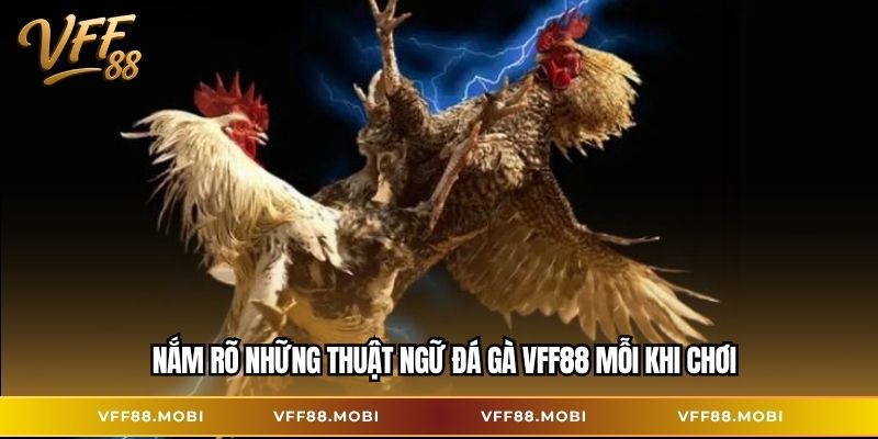 Nắm rõ những thuật ngữ đá gà VFF88 mỗi khi chơi